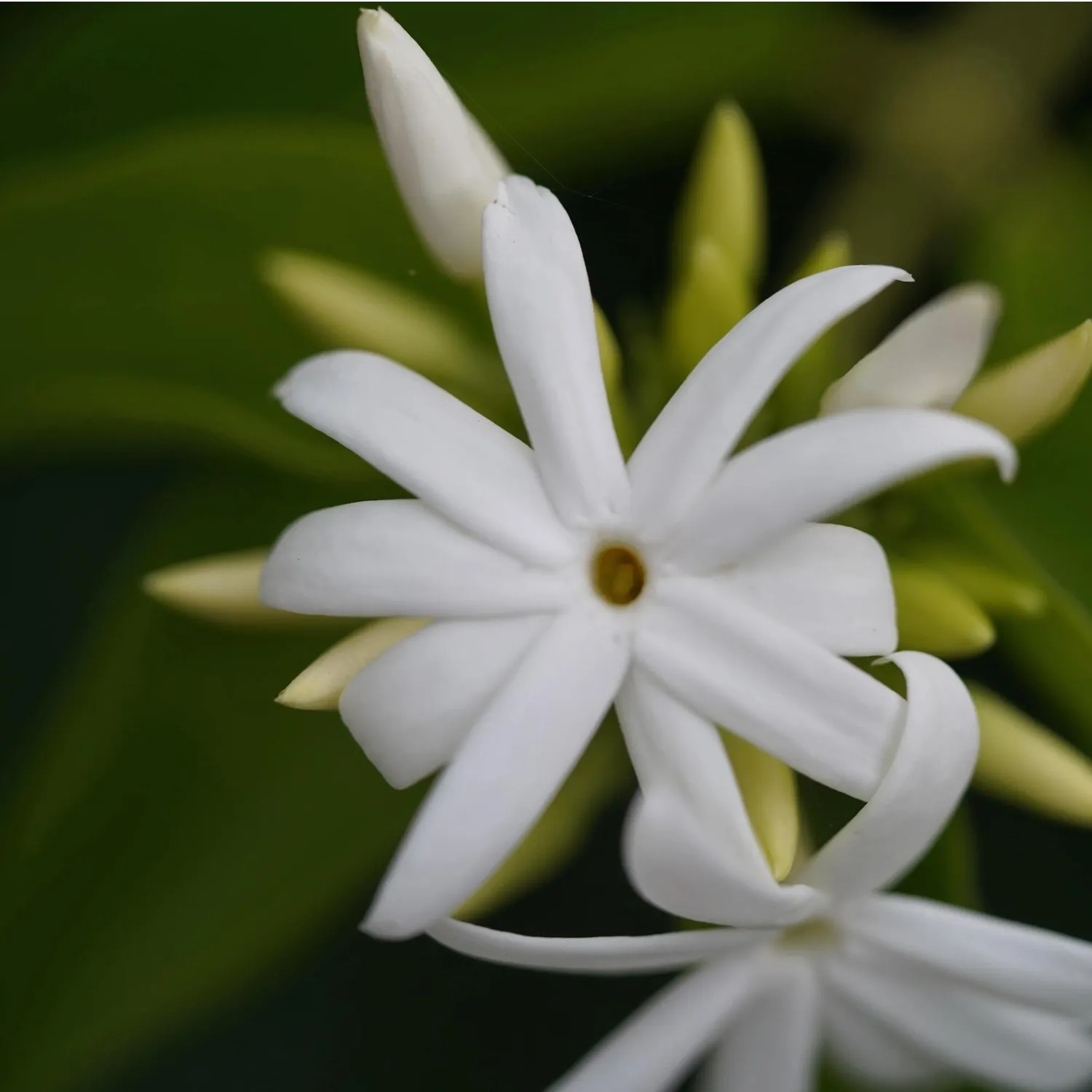 COOHÉ Jasmine eterisk olja 5 ml blommig