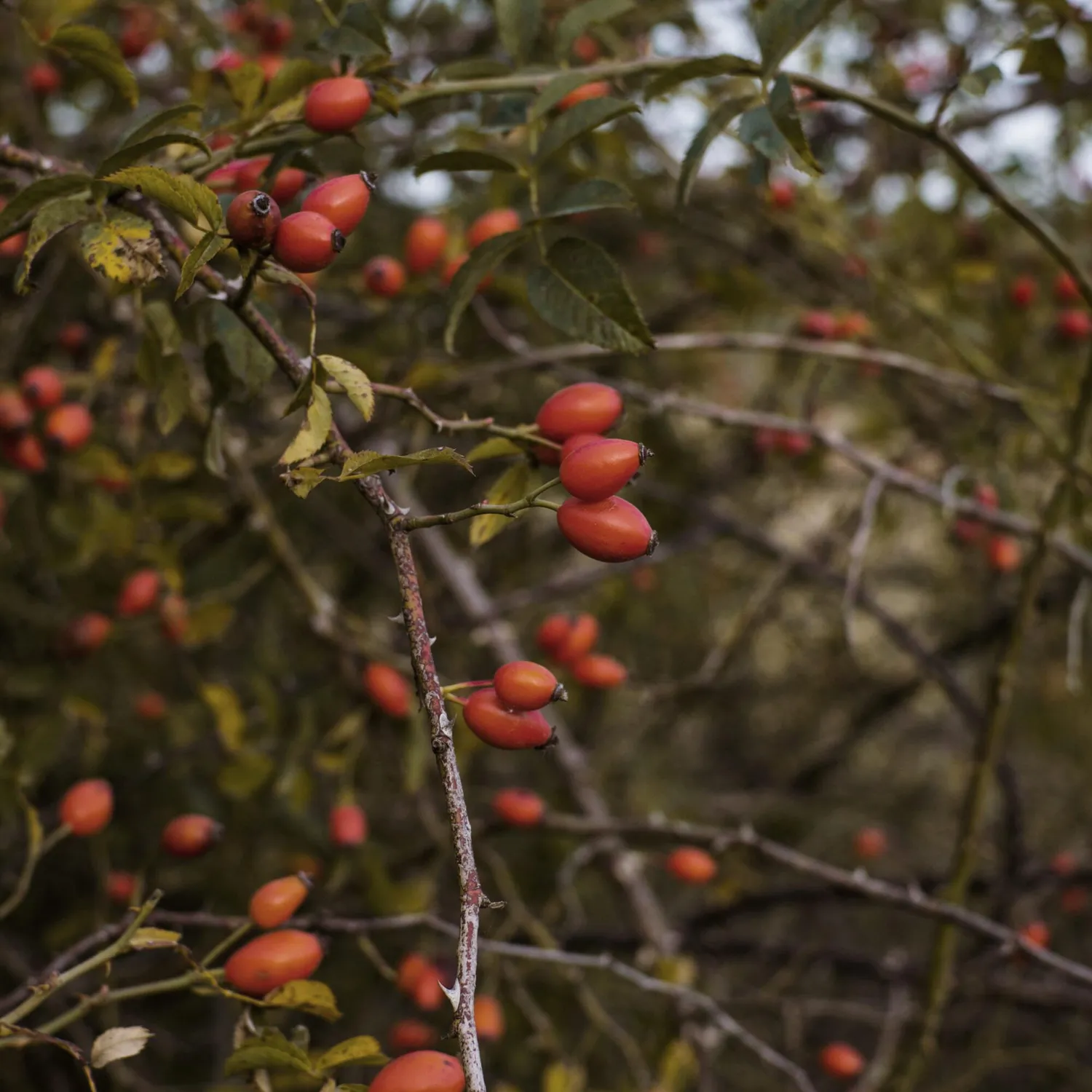 COOHÉ Rosehip ansiktsolja 30 ml ekologisk