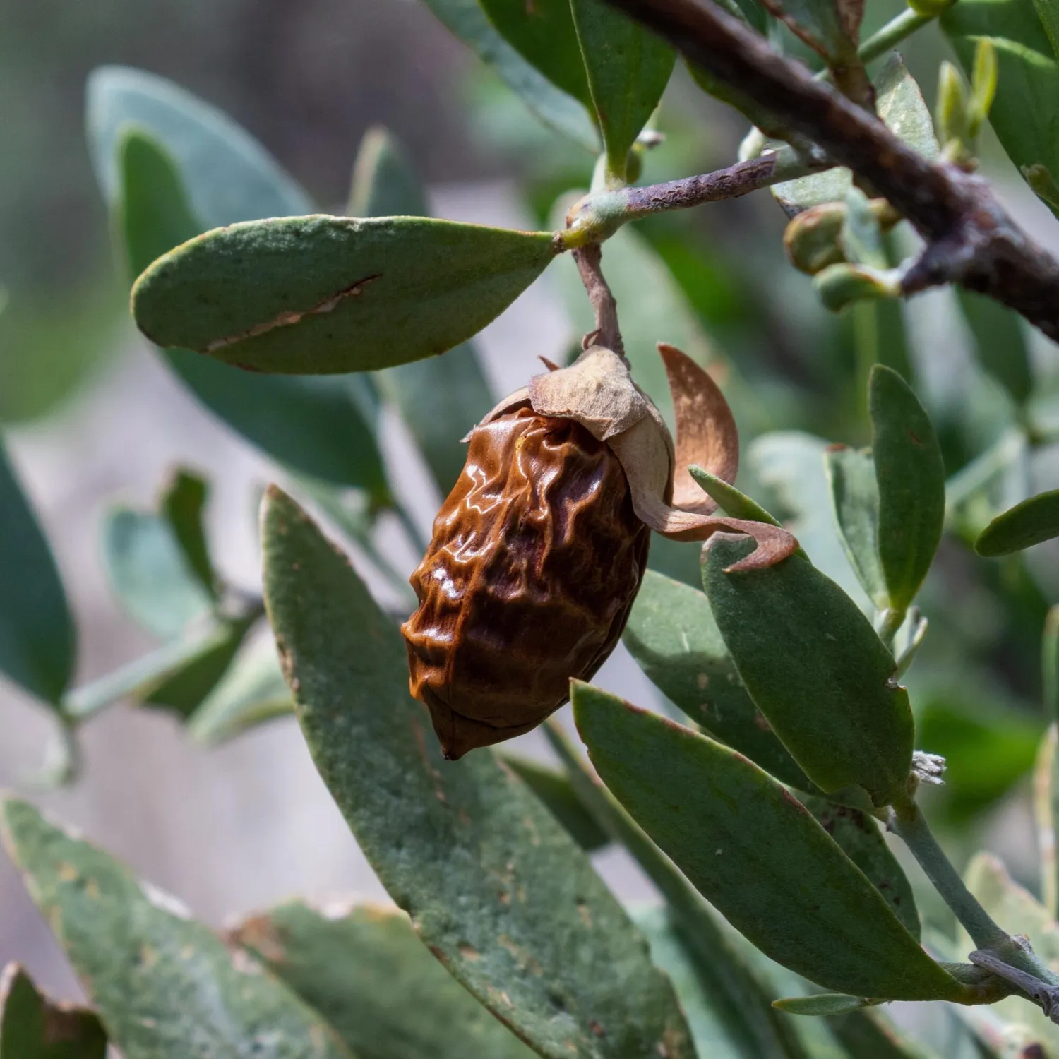 COOHÉ Jojoba Oil jojobaolja 30 ml oparfymerad