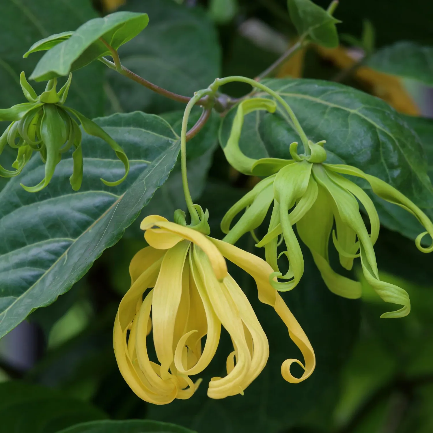 COOHÉ Ylang Ylang eterisk olja 5 ml 100% ren