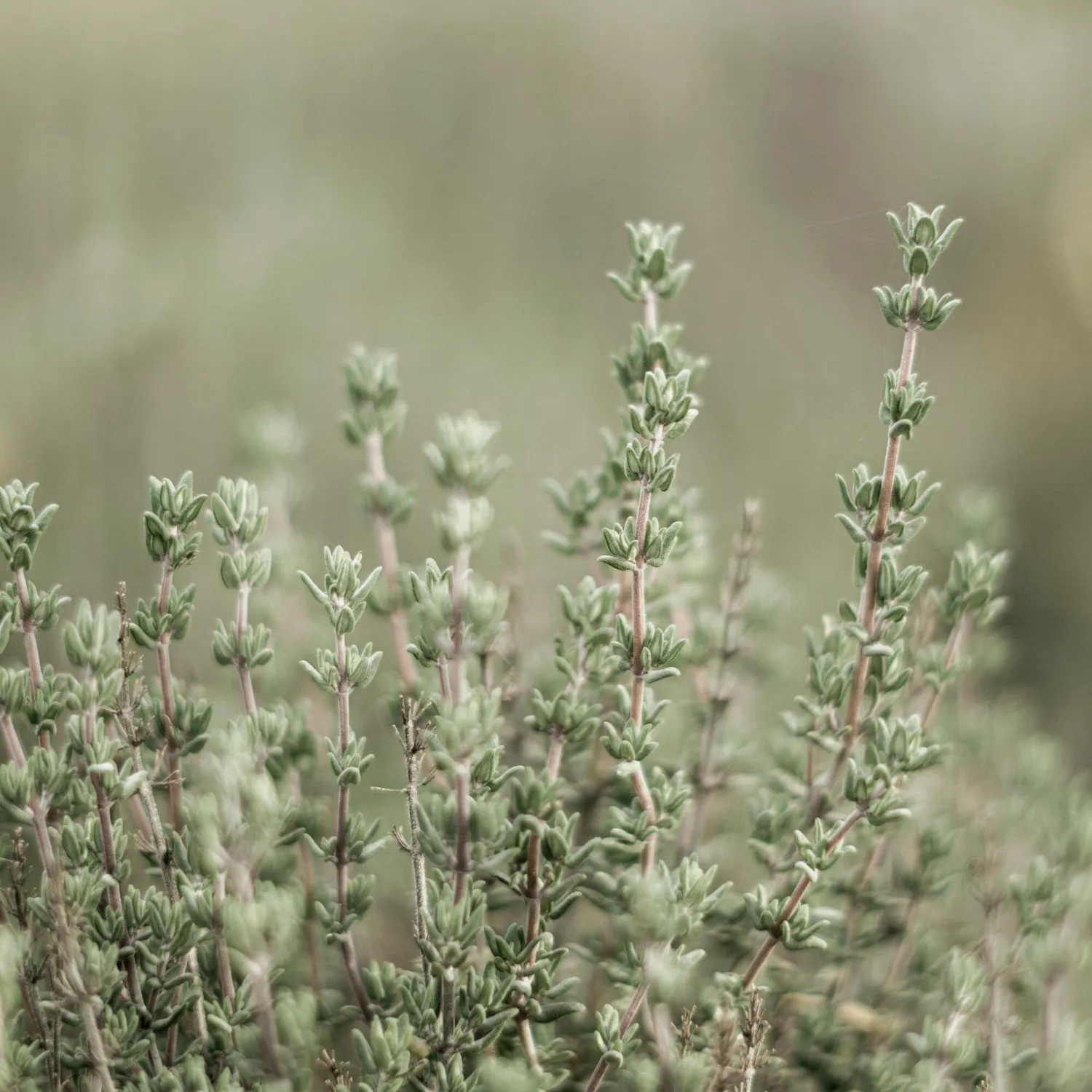 COOHÉ Thyme eterisk olja 5 ml örtig