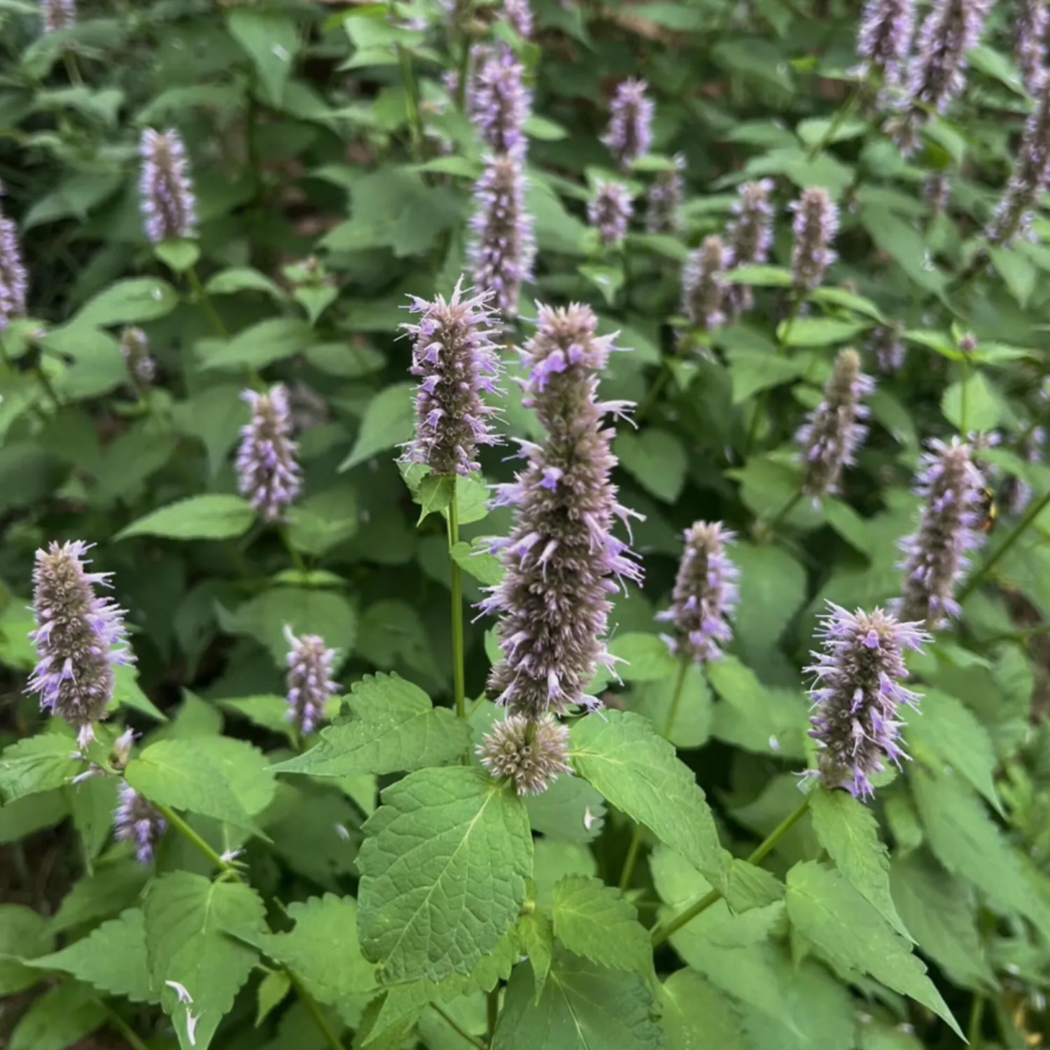 COOHÉ Patchouli Essential Oil eterisk olja 5 ml