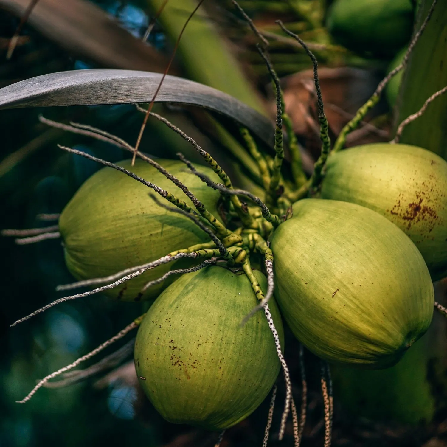 COOHÉ Coconut Oil fraktionerad kroppsolja 30ml oparfymerad