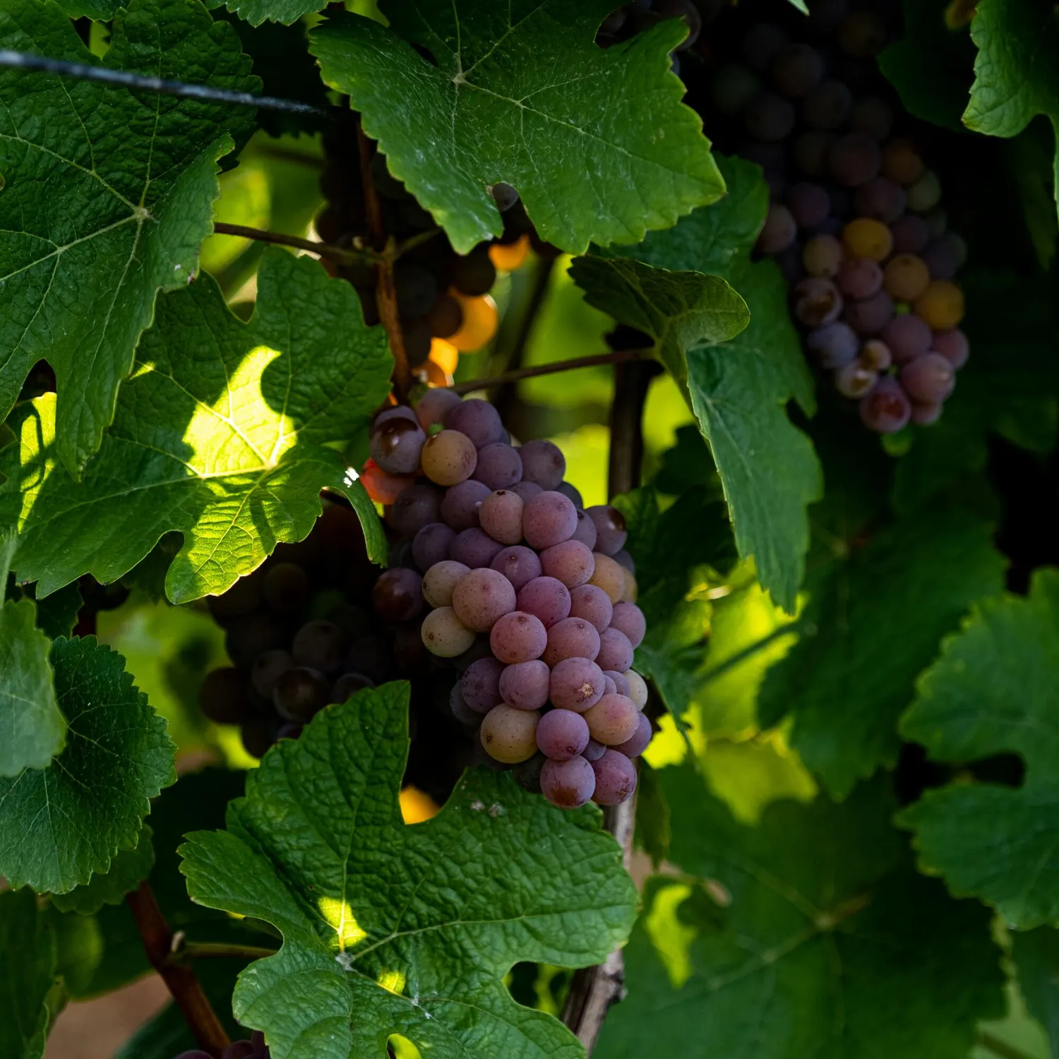 COOHÉ Grape Seed Oil ansiktsolja 30 ml mild