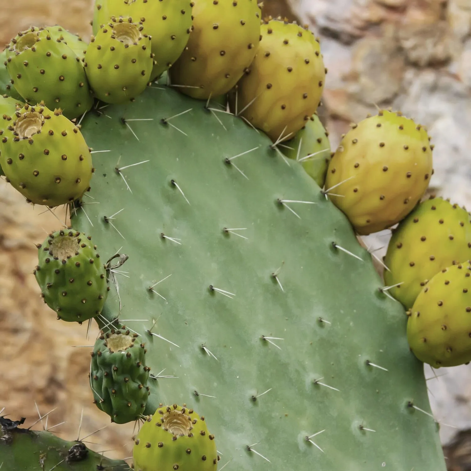 COOHÉ Cactus Seed Oil ansiktsolja 30 ml