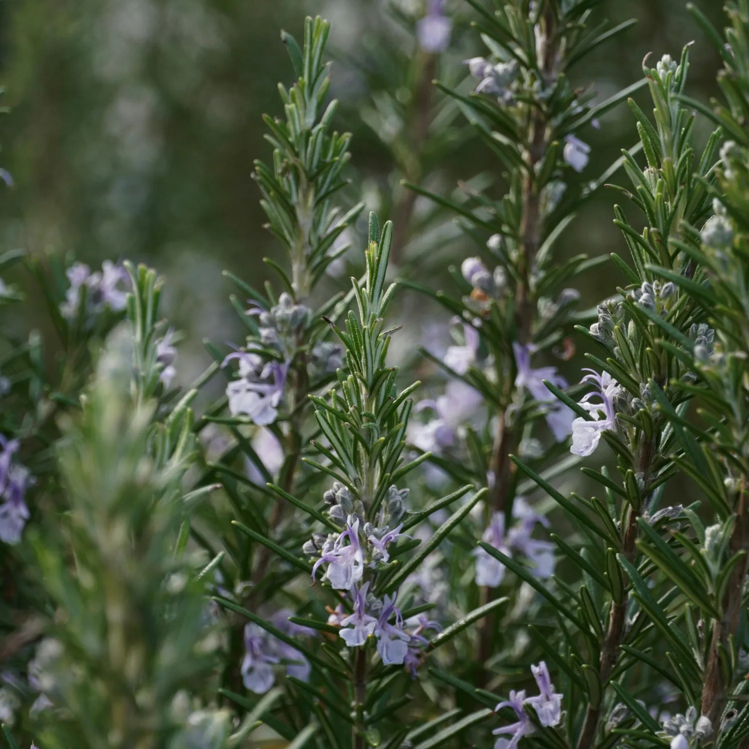 COOHÉ Rosemary eterisk olja 5 ml rosmarin