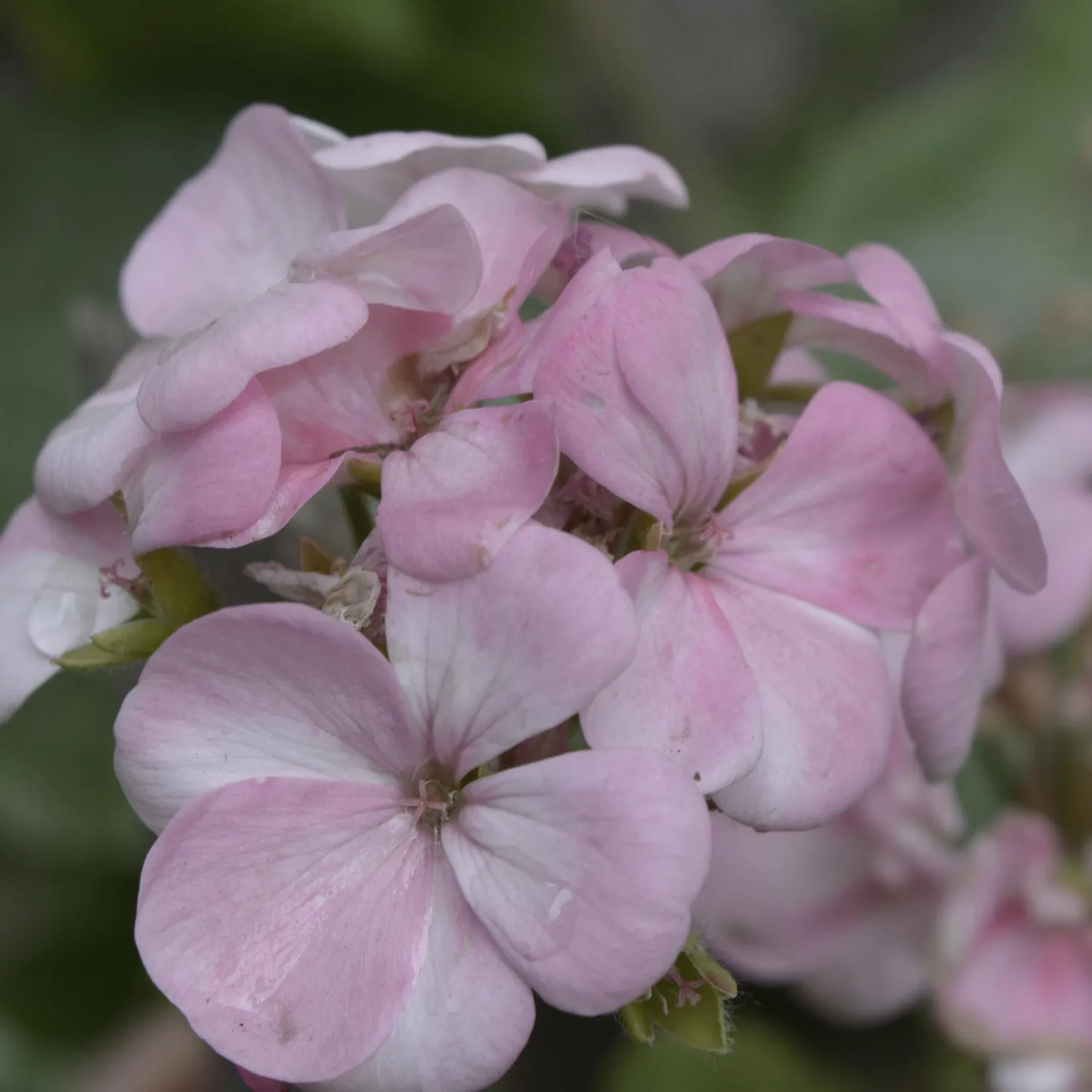 COOHÉ Geranium eterisk olja 5 ml balans fet hud