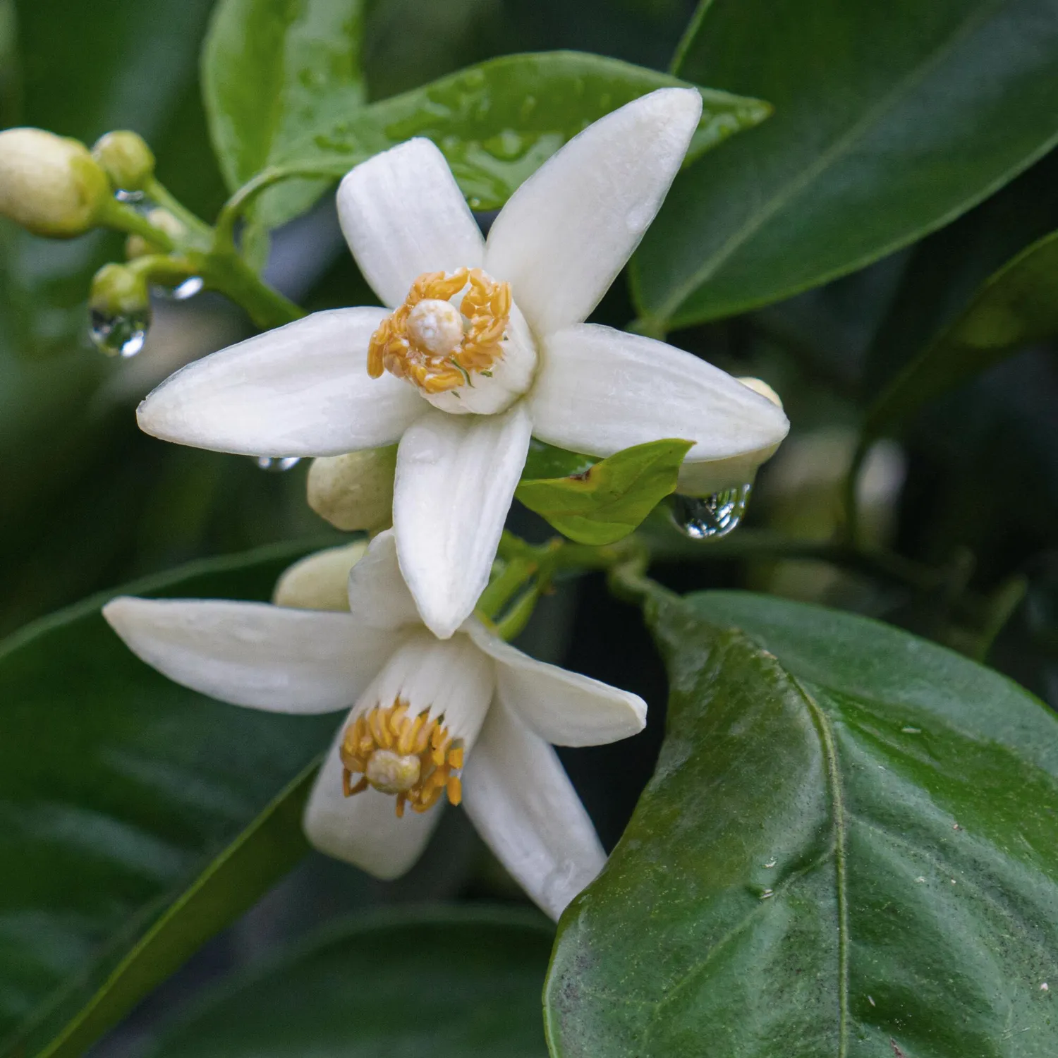 COOHÉ Neroli eterisk olja 5 ml blommig