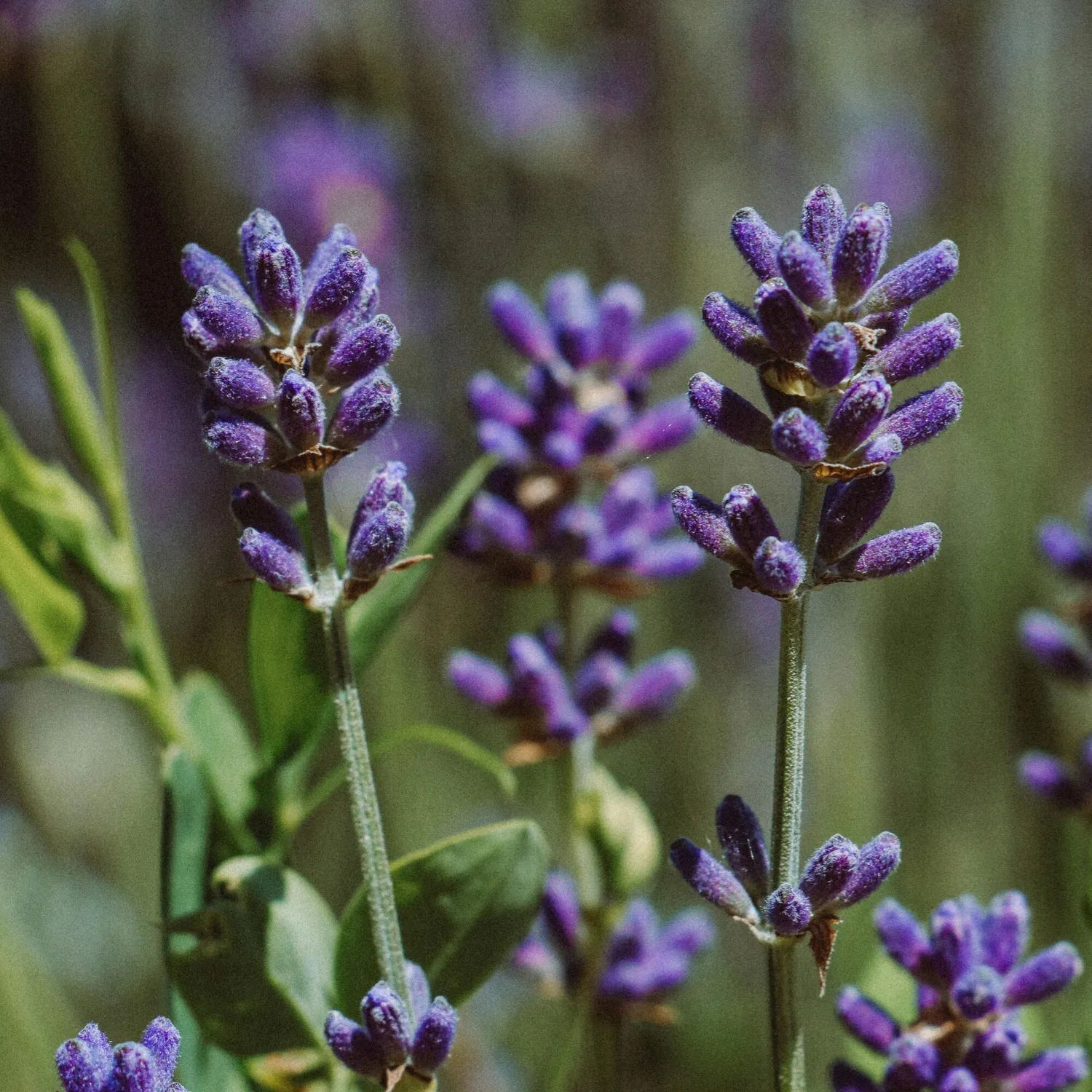 COOHÉ Lavender True eterisk olja 5 ml avslappnande
