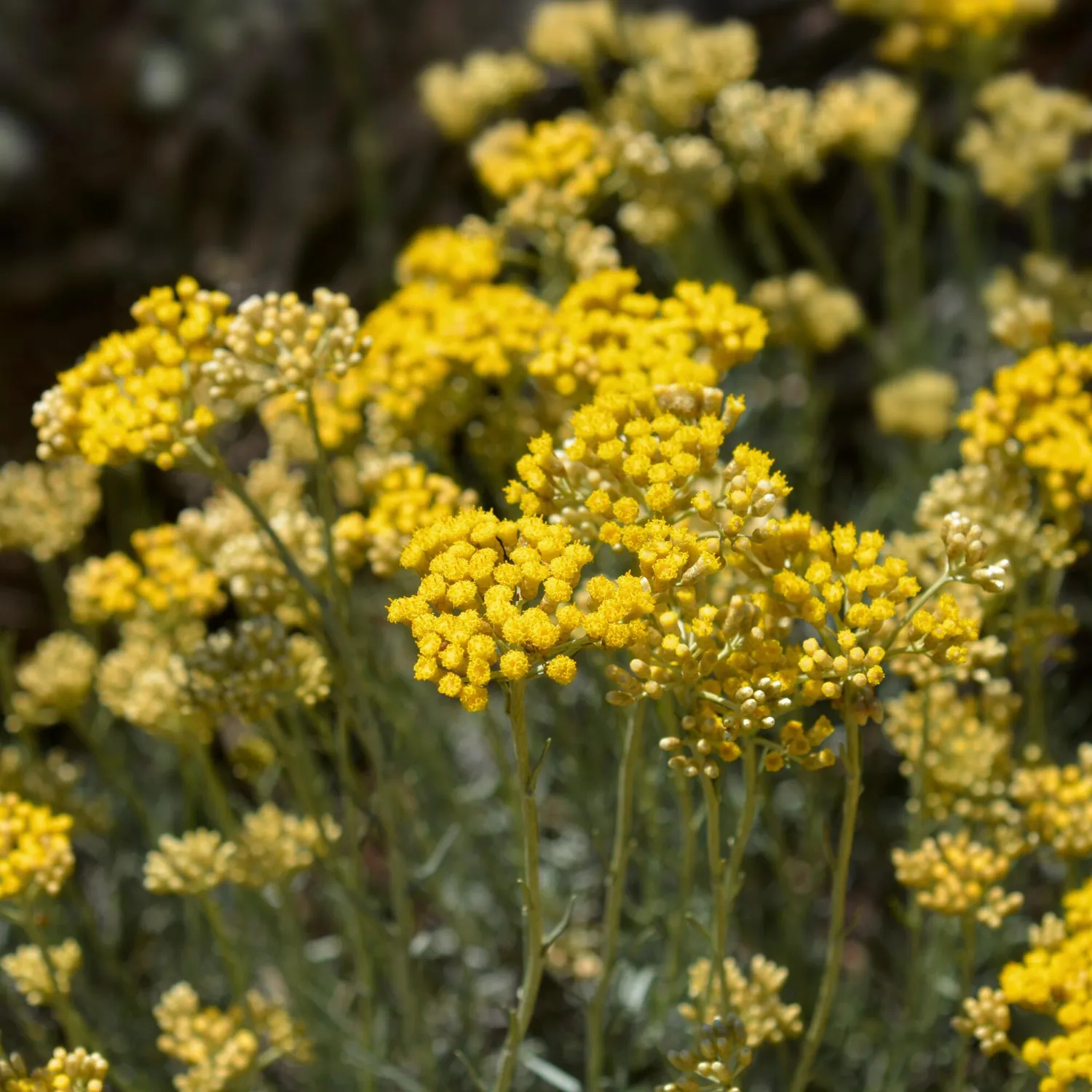 COOHÉ Helichrysum eterisk olja stödjande