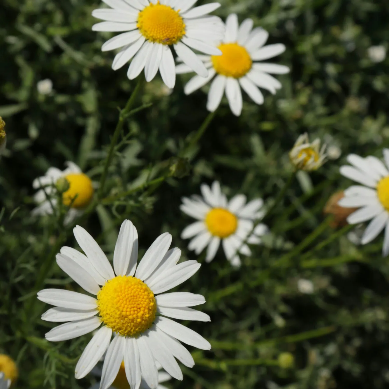 COOHÉ Chamomile Water ansiktsmist känslig hy 200 ml