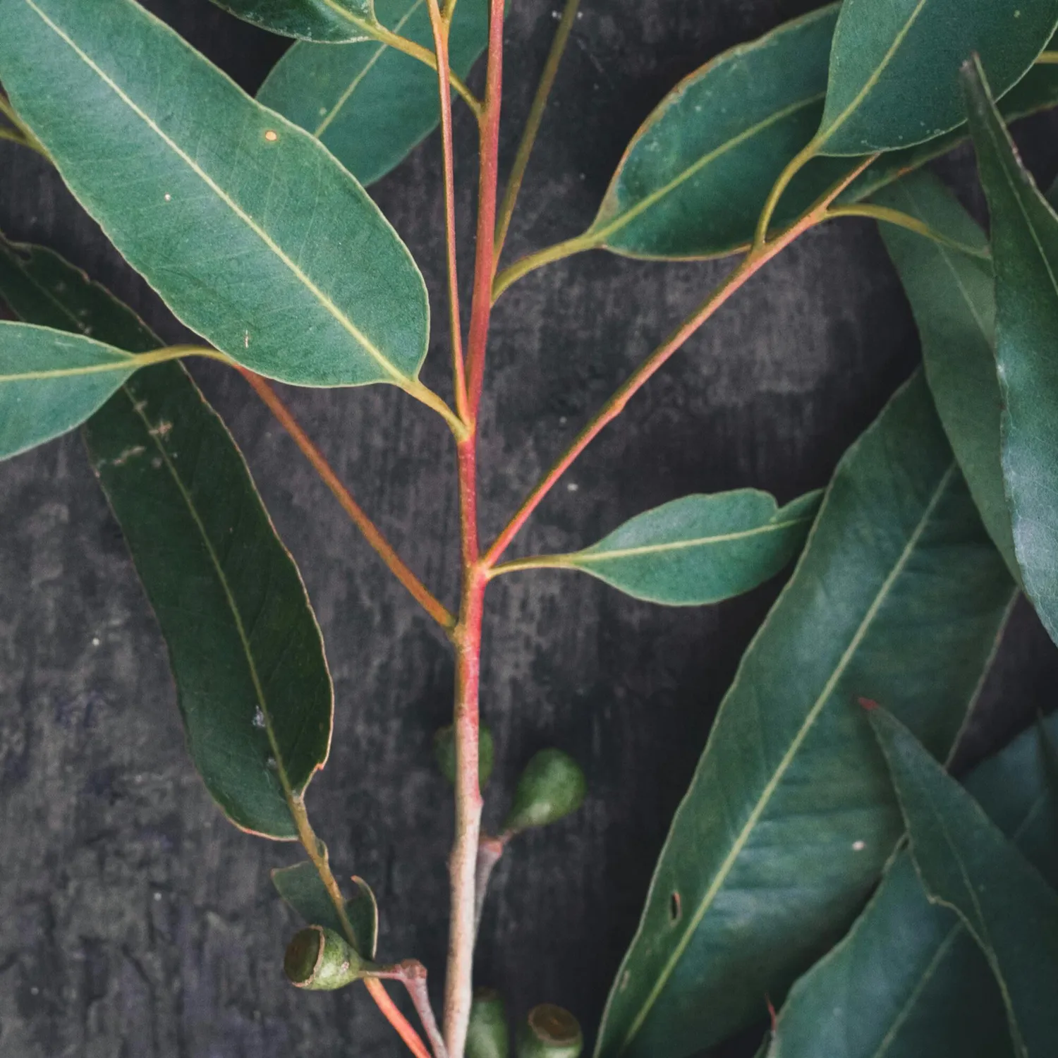 COOHÉ Eucalyptus eterisk olja ren 5 ml