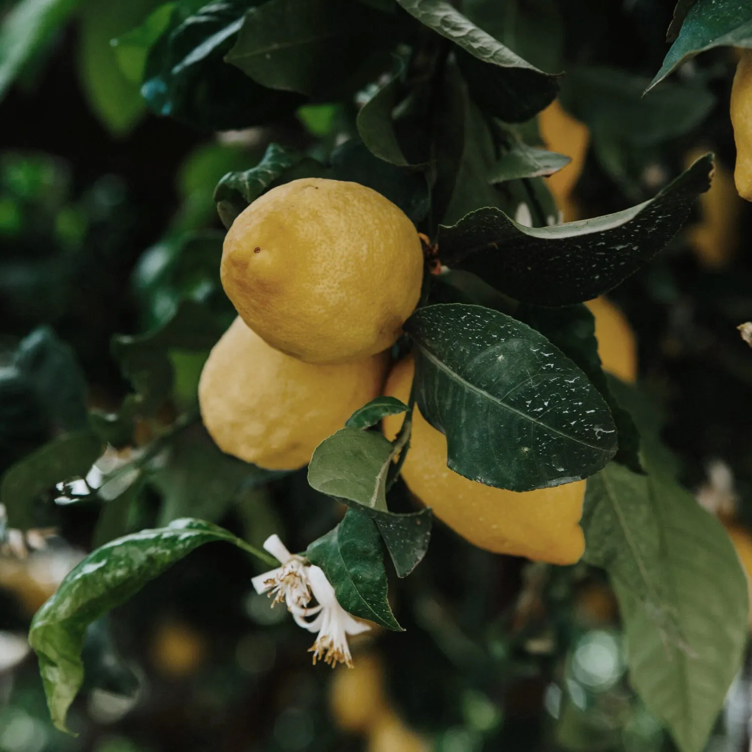 COOHÉ Lemon eterisk olja 5 ml citron
