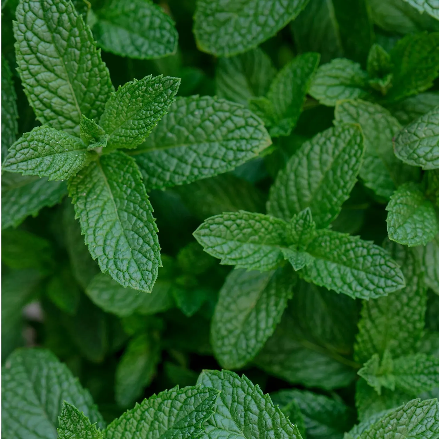 COOHÉ Peppermint eterisk olja 5 ml uppfriskande